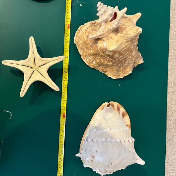 Real Starfish - Picture 8 of 14